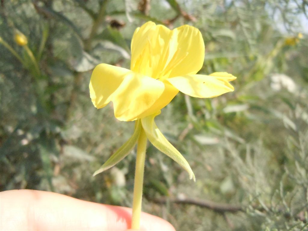 Oenothera sp. (Myrtales - Onagraceae)